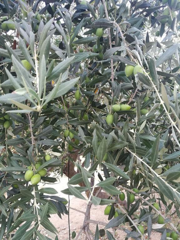 Elea Stone Houses In Organic Quiet Olive Grove, Prinos, Thassos Exterior foto